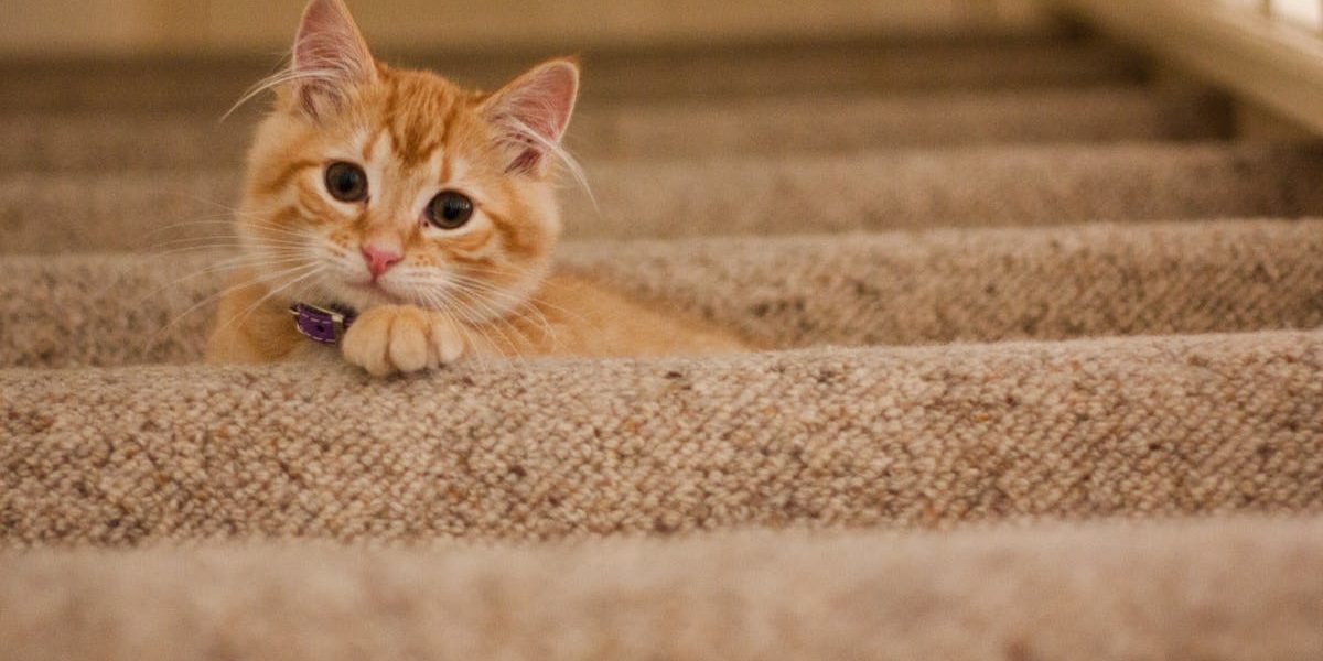 découvrez notre sélection de colliers pour chats, alliant style et confort. offrez à votre félin un accessoire tendance tout en garantissant sa sécurité grâce à des matériaux de qualité. parfaits pour les promenades et l'identification, nos colliers sont disponibles dans de nombreux designs et couleurs.