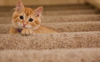 découvrez notre sélection de colliers pour chats, alliant style et confort. offrez à votre félin un accessoire tendance tout en garantissant sa sécurité grâce à des matériaux de qualité. parfaits pour les promenades et l'identification, nos colliers sont disponibles dans de nombreux designs et couleurs.