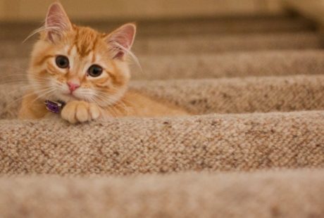 découvrez notre sélection de colliers pour chats, alliant style et confort. offrez à votre félin un accessoire tendance tout en garantissant sa sécurité grâce à des matériaux de qualité. parfaits pour les promenades et l'identification, nos colliers sont disponibles dans de nombreux designs et couleurs.