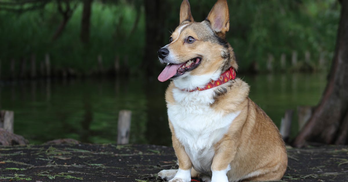 découvrez notre sélection de colliers pour chiens, alliant confort, style et sécurité. offrez à votre compagnon le collier parfait pour ses promenades et ses aventures.