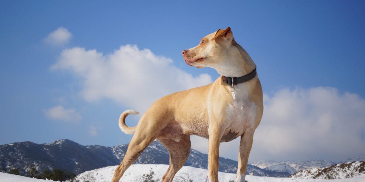 découvrez notre large sélection de colliers pour chiens alliant confort et style. offrez à votre compagnon à quatre pattes un collier adapté à sa taille et à sa personnalité, tout en garantissant sa sécurité pendant vos balades. idéal pour tous les types de chiens.
