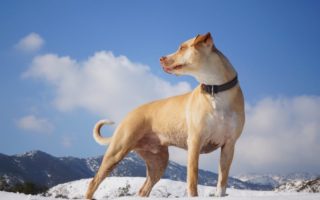découvrez notre large sélection de colliers pour chiens alliant confort et style. offrez à votre compagnon à quatre pattes un collier adapté à sa taille et à sa personnalité, tout en garantissant sa sécurité pendant vos balades. idéal pour tous les types de chiens.