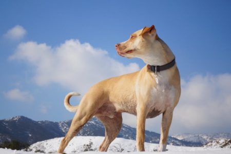 découvrez notre large sélection de colliers pour chiens alliant confort et style. offrez à votre compagnon à quatre pattes un collier adapté à sa taille et à sa personnalité, tout en garantissant sa sécurité pendant vos balades. idéal pour tous les types de chiens.