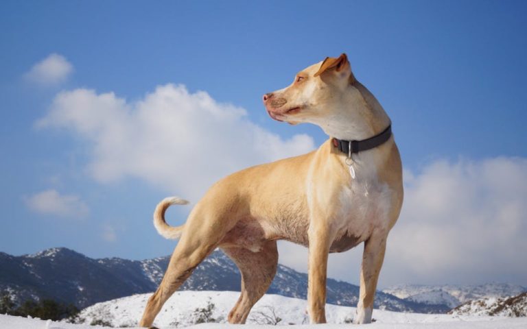 découvrez notre large sélection de colliers pour chiens alliant confort et style. offrez à votre compagnon à quatre pattes un collier adapté à sa taille et à sa personnalité, tout en garantissant sa sécurité pendant vos balades. idéal pour tous les types de chiens.