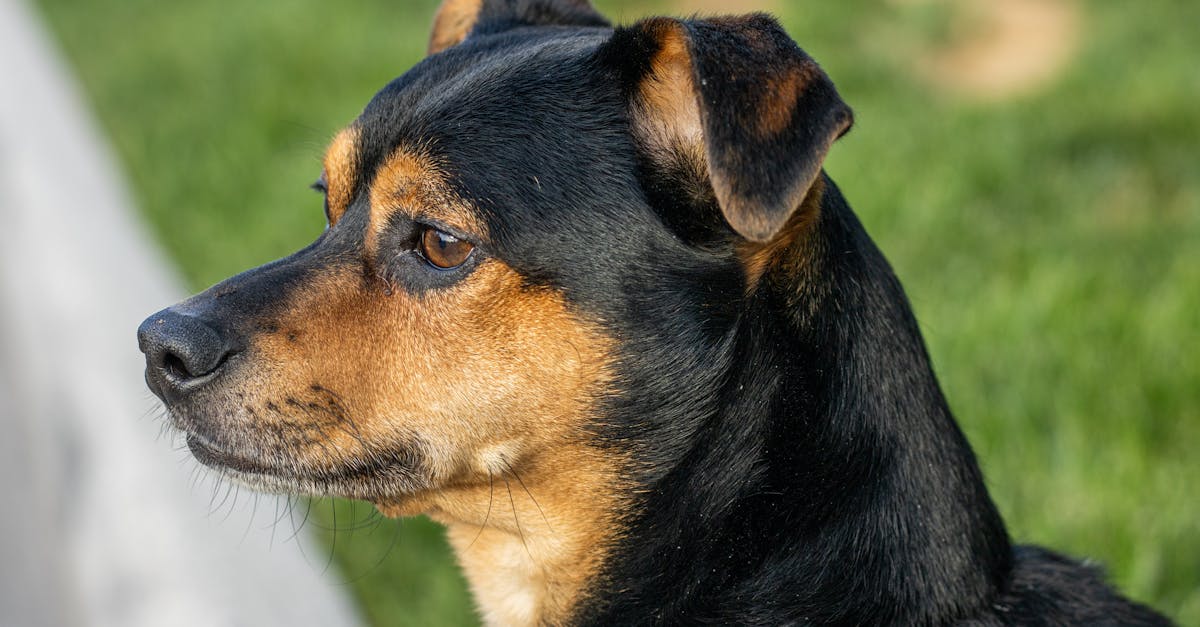 découvrez toute l’actualité sur les animaux : nouveautés, recherches, protection de la faune, histoires insolites et conseils pour les amoureux des animaux.